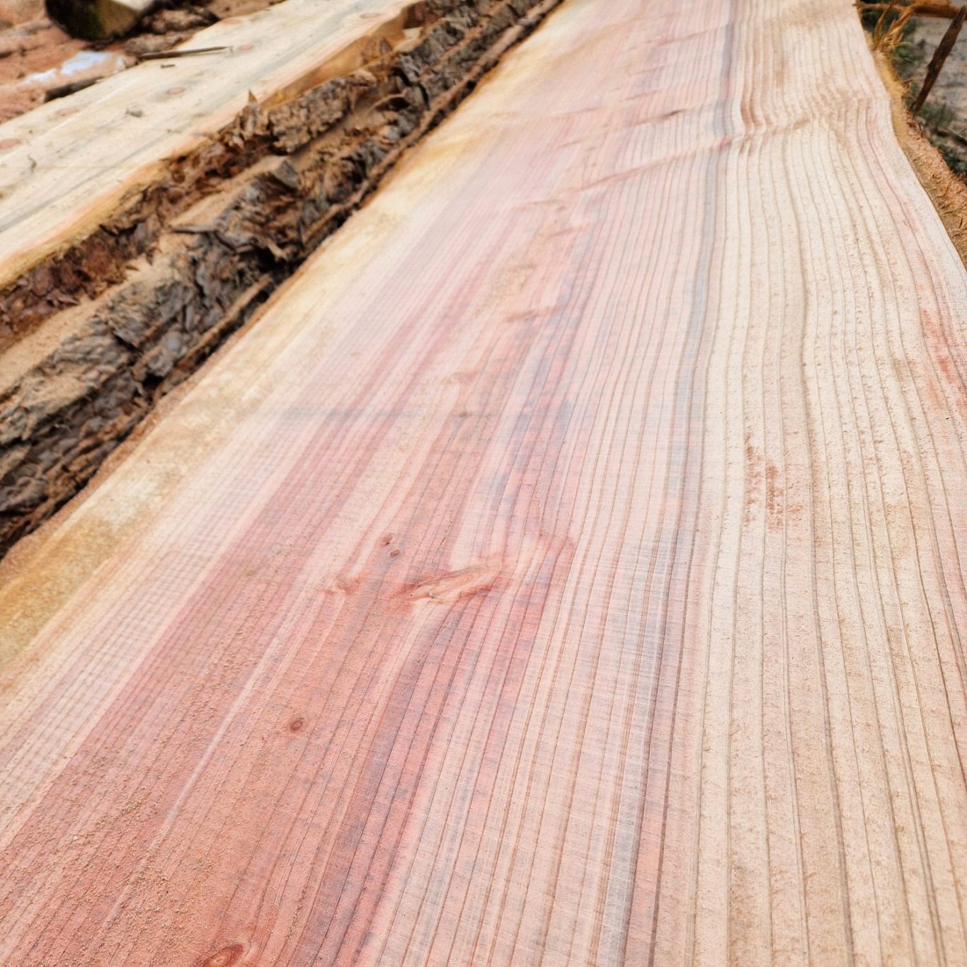 frisch aufgesägter Mammutbaum nähe Berglen (Kreis Winnenden)
